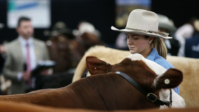 Livestock entries and animals nurseries will be part of next month’s Melbourne Royal Show. Picture: ANDY ROGERS