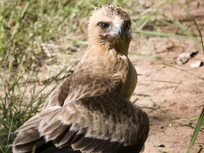 Q Weekend 20.04.2010 " After The Rain"  Little Eagle at the Paroo River, Eulo... pictures: Russell Shakespeare