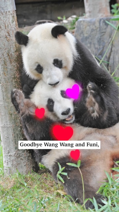 Australia says goodbye to Wang Wang and Funi