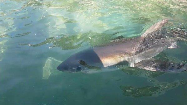 Young Great White Shark Swims in Sydney Sea Pool. Credit - Twitter/Ryan James via Storyful