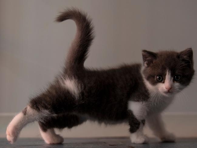 China's first cloned kitten, Garlic, pictured earlier this year. The Chinese company Sinogene, has cloned more than 40 pet dogs since 2017 in Beijing. Picture: AFP