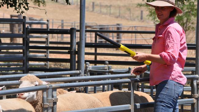 Ridgehaven runs 920 stud Poll Dorset ewes, from which about 400 rams are sold each year.