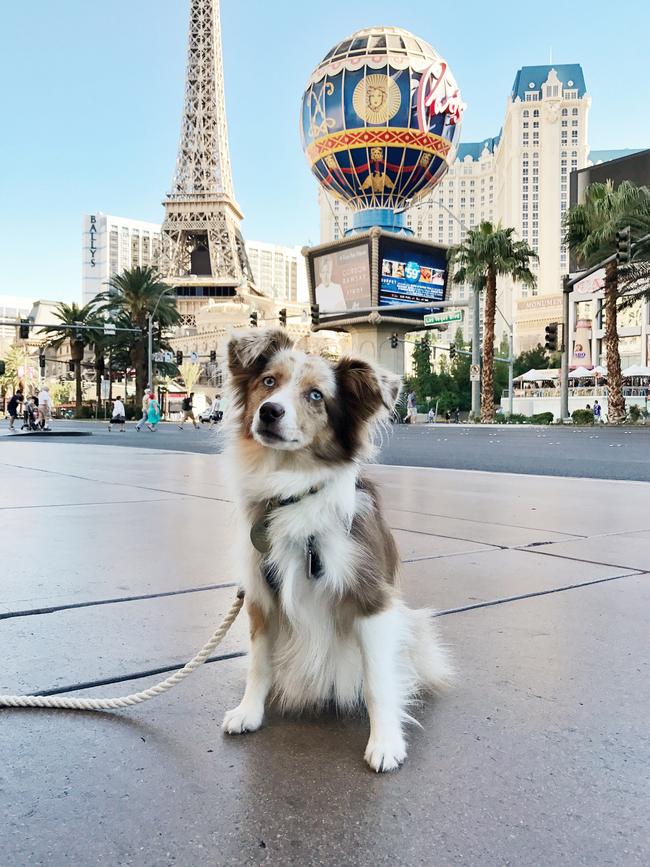 Lola the Mini Aussie ... “Viva Las Vegas” Picture: Instagram