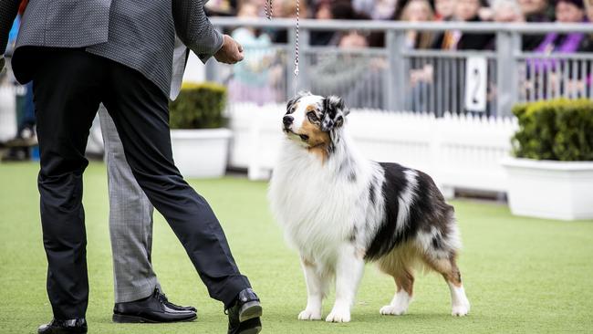 See Victoria’s most talented, and pampered pooches at the Dogs Pavilion.