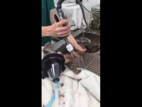 Koala stuck down bore hole at Gold Coast construction site