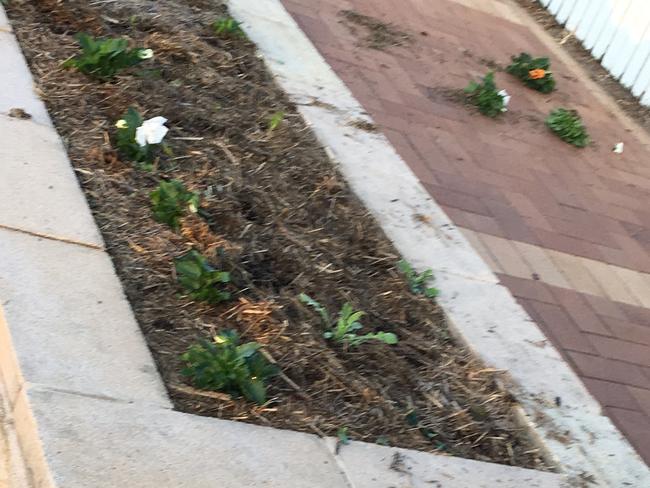 "How sad is this?" Tenterfield Mayor Peter Petty said after freshly planted garden beds were vandalised this week.