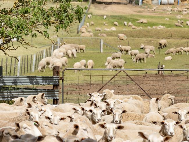 LIVESTOCK: Mike O'Halloran angus weaners Mike O'Halloran with his angus weaners on his farm at MansfieldPICTURED: Generic farm. Sheep in yards. Sheep. Shearing. Wool. Stock Photo.Picture: Zoe Phillips