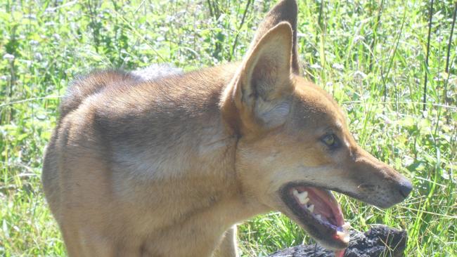 Wild dogs are in the sights of new trappers in SA to be deployed from July this year.