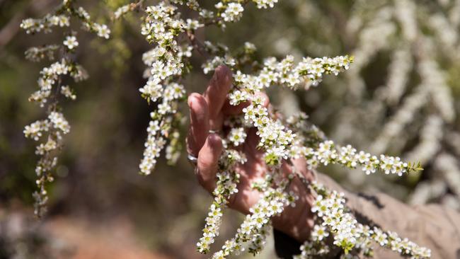 COPYRIGHT WARNING for Moreton Life ONLY. Phone Kylie Knight 3480 8226. CREEC Community Nursery manager Warwick Hill. Story on growing native plants to attract animals to the garden.