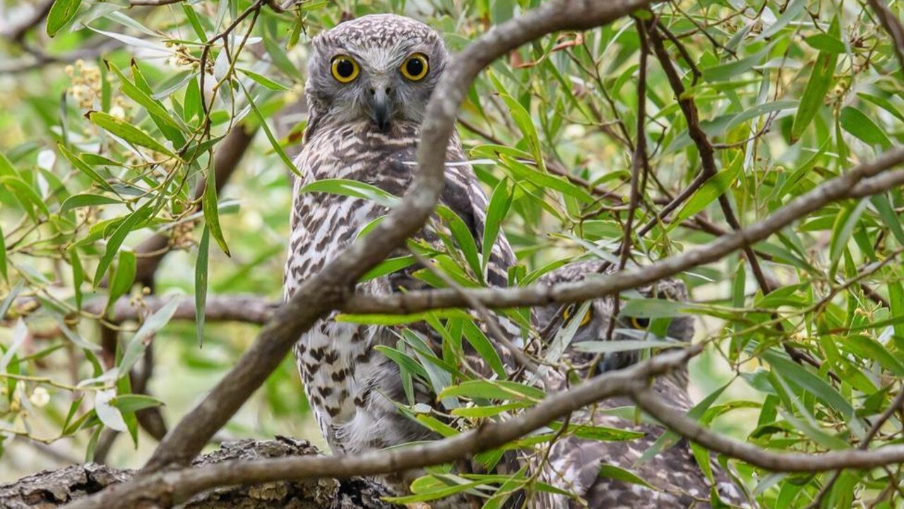 A pair of powerful owls live and hunt in the Briars Sanctuary. Picture supplied.