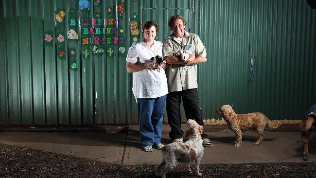 Billabong creek sale puppies