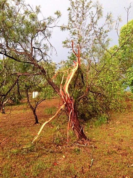 Lightning split a tree in a Chatsworth yard on Thursday evening. Photo: Missi Menow. Picture: Missi Menow