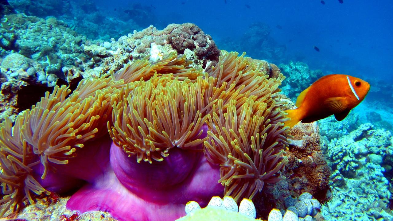 A clown fish among the coral at the Great Barrier Reef.