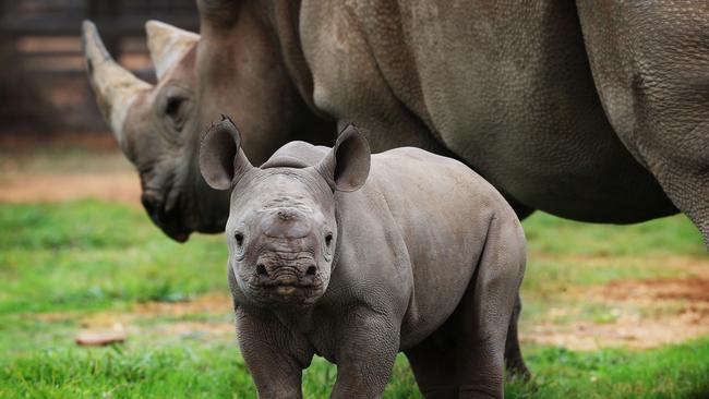 When you have a baby rhino doing the rounds it is a good idea to keep ...