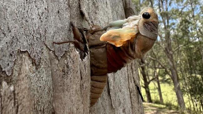 A cicada coming out of its shell on a farm near Kyogle. Picture: Venessa Kook