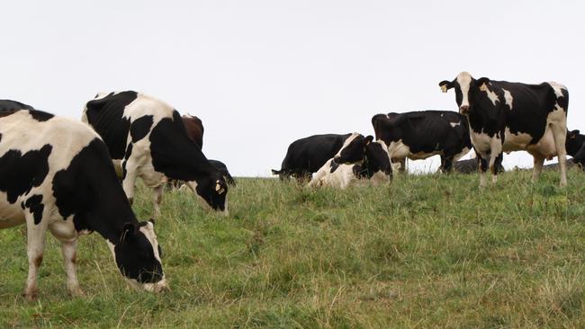 Dairy cows grazing Tasmania. Picture: KEITH DIDHAM