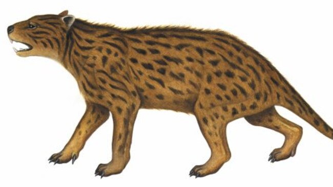 The Marsupial Lion known as Wakaleo Alcootense