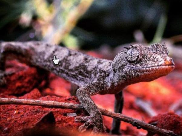 Instagram marketing campaign for the Northern Territory with the hashtag #ntaustralia. Spiny tailed Gecko, found in outback Australia. This little guy was on a piece of timber soon to be firewood. Picture: Instagram / @bushnbeach