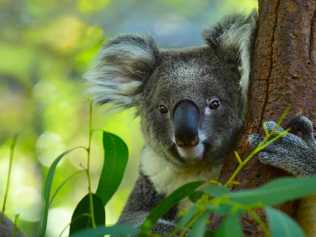 Unique fund chasing $10m to save koalas