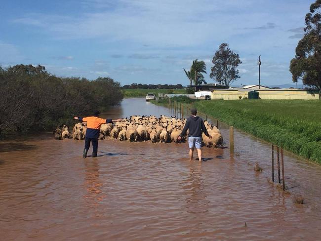 Herding sheep through flooded Porter Rd at Korunye. Picture: Brooke Bethune, Facebook.