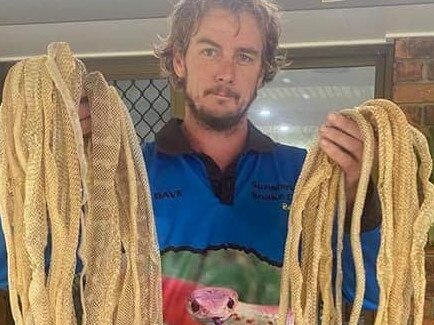 The snake skins in the roof. Picture: Sunshine Coast Snake Catchers