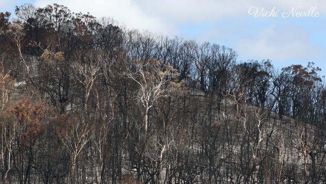 Some of the damage caused by the fire on Fraser Island.