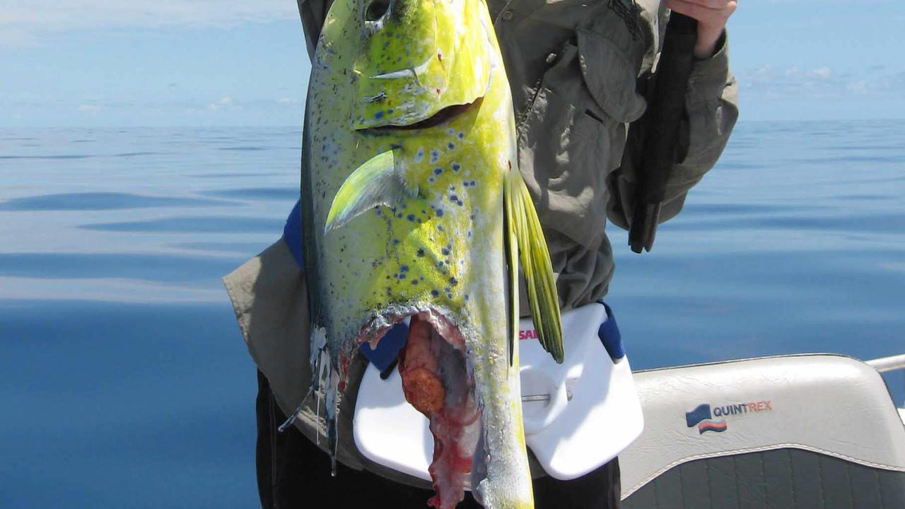 Cairns fishing: Shark increase concerns draws government response | The ...