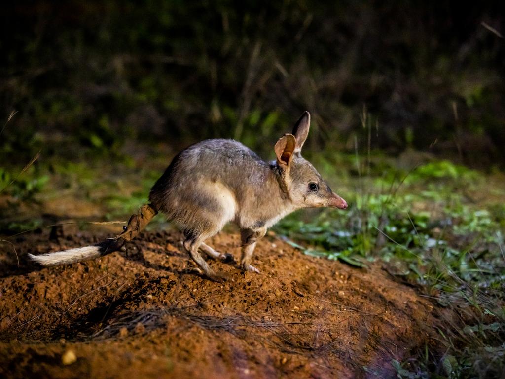 Exerts hope the little marsupial will help turn back time by restoring the Australian bush to what it should be – alive with small mammals. Picture: Rick Stevens