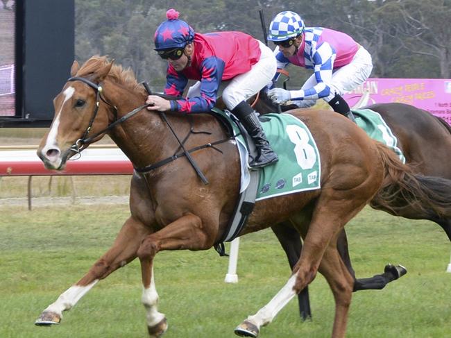 Santorini Sun looks hard to beat at Nowra on Sunday. Picture: Bradley Photos