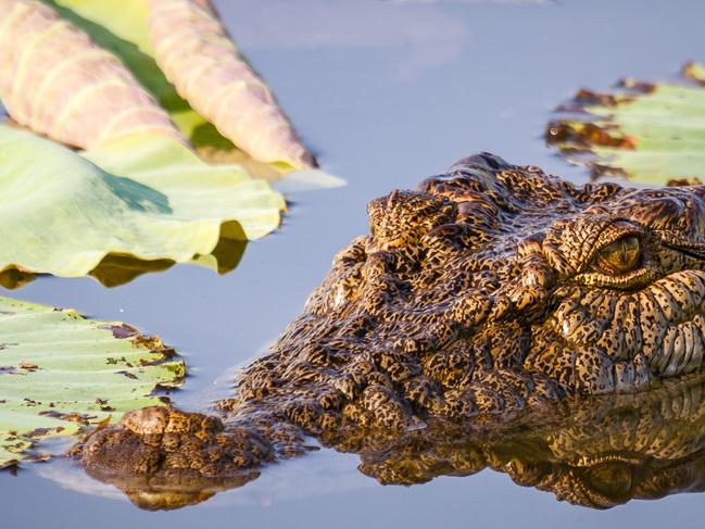 A saltwater crocodile at Corroboree Billabong, Mary River. NTPhoto - Gettyescape 3 april 202225 ways to play outdoors cover feature