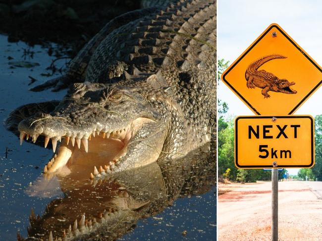 Dangerous crocodile artwork.