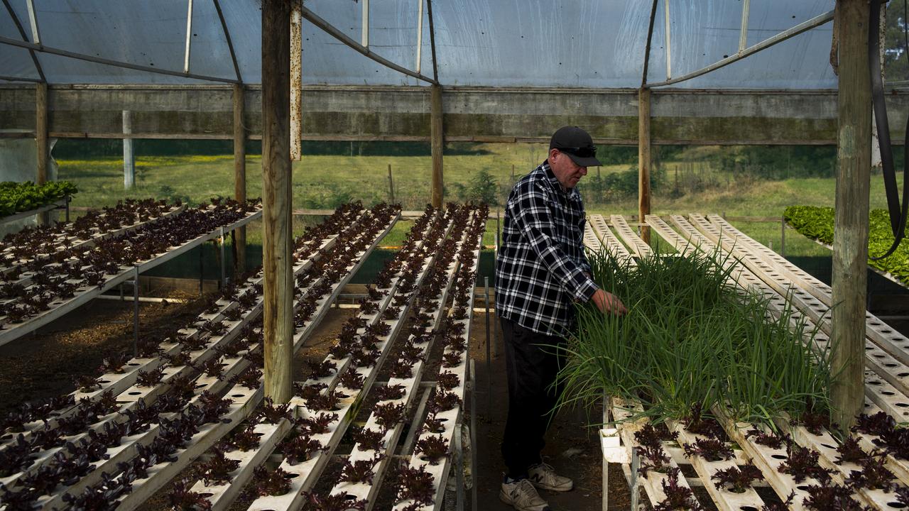 The future is uncertain for Larry Sher’s hydronic lettuce business at Millingandi, just outside Merimbula. Picture: Sean Davey