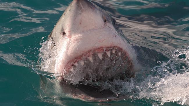 5500 great white sharks lurk off east coast, CSIRO research finds