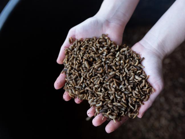 Black soldier fly larvae is used by ARC Ento Tech to process organic material in mixed waste. Picture: supplied