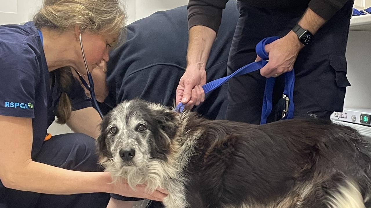 ‘Astounding’: Magistrate blasts parents’ excuse for starving dogs