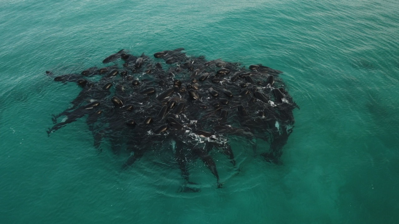 51 whales have died and 46 are trying to be saved. Picture: Allan Marsh / WA Department of Biodiversity