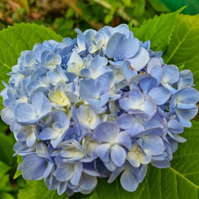 Manly Court heard that Annabelle Chapman “really liked” hydrangeas. Picture: Gail Taifalos