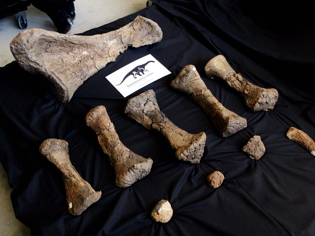 Diamantinasaurus matildae fossils at the Australian Age of Dinosaur Museum.