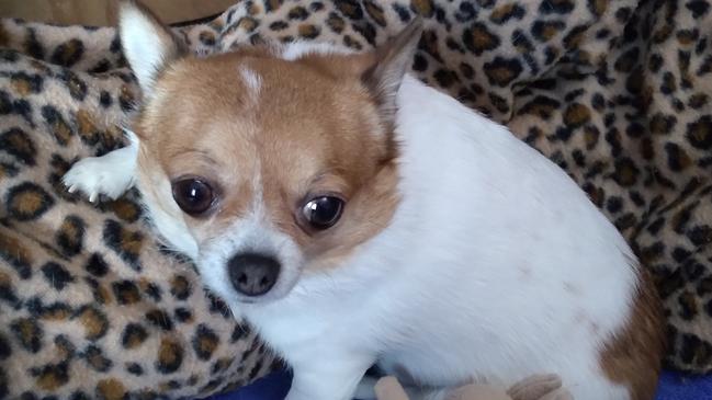 Willow the Chihuahua died after a routine operation to treat breathing issues.