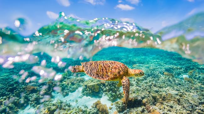 A green sea turtle swimming in the Great Barrier Reef.