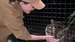 Katy Perry feeds a tiger in Sydney. Picture: Supplied