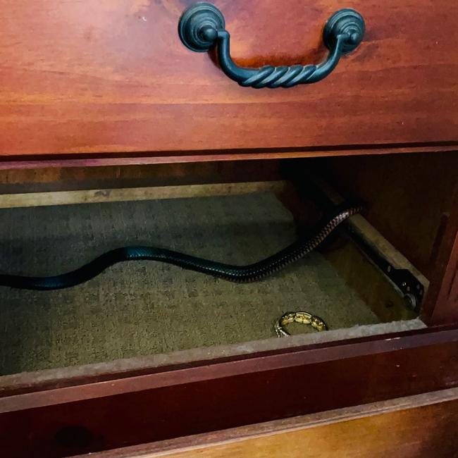 A red-belly black snake found in a bedside drawer. Picture: Sunshine Coast Snake Catchers 24/7