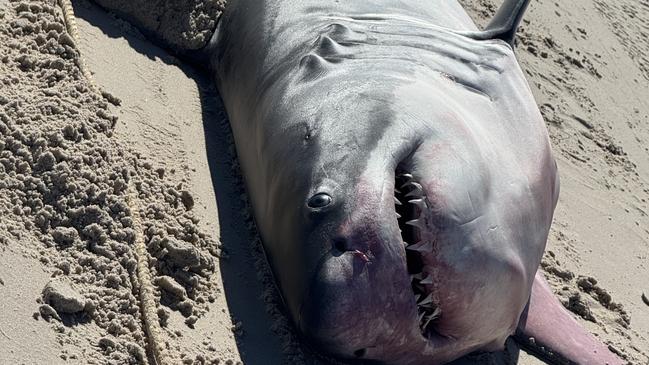 A male Great White shark washed up on to Henley Beach. Picture Casey Treloar/7NEWS