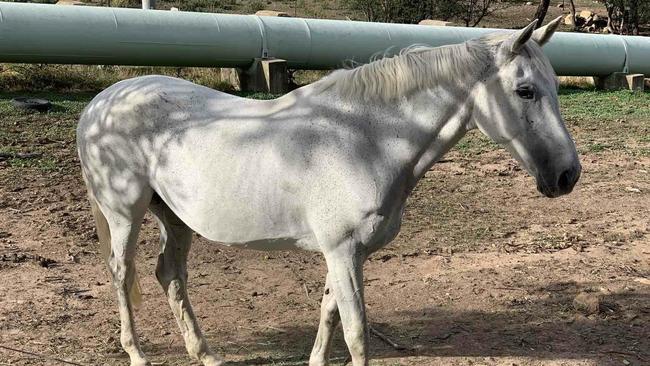 ACT police seized three horses and a Mitsubishi Triton ute during a fraud probe into Red Hill man Jeremiah Thomas James Deakin. Picture: Supplied/ACT Policing