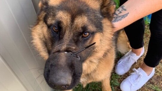 11-month-old German Shepherd Chloe was found with a cable tie around her muzzle. Picture: RSPCA