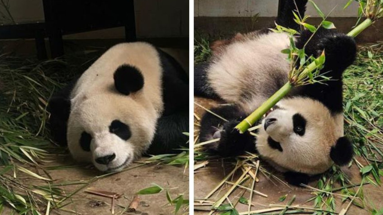 It’s bear-y close now: When you can see Adelaide new pandas