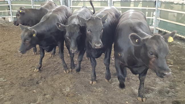 Black gold: The prime cattle market showed signs of slowing down last week off recent highs, with prices cheaper at most major saleyards.