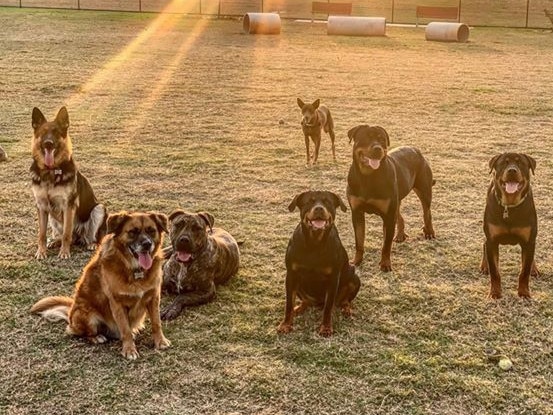 Rottweilers, german Shepherd, bull mastiff and staffies who live at the Your Best Friends Butcher farm in Greenacre. The family-owned company runs a Uber-style delivery service for dog owners.