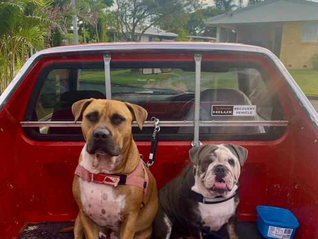Hank & Candy: Michelle Tayler's pups. Hank is a 2 year old Staffy x, and Candy is a 1 year old Australian Bulldog.
