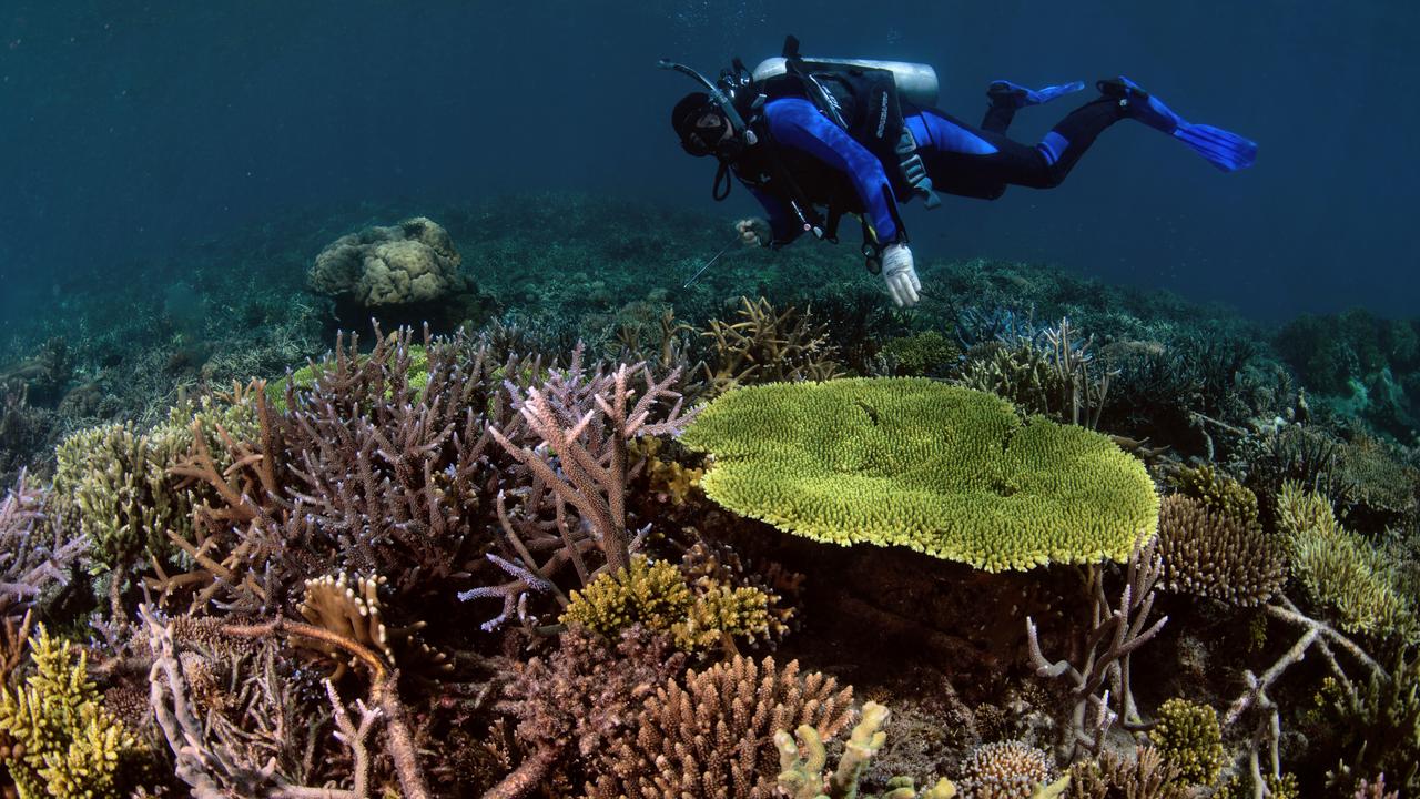 A restored reef three years after reef stars were installed